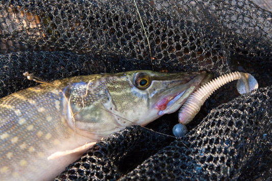 5 erreurs à éviter quand on pêche le brochet au leurre souple