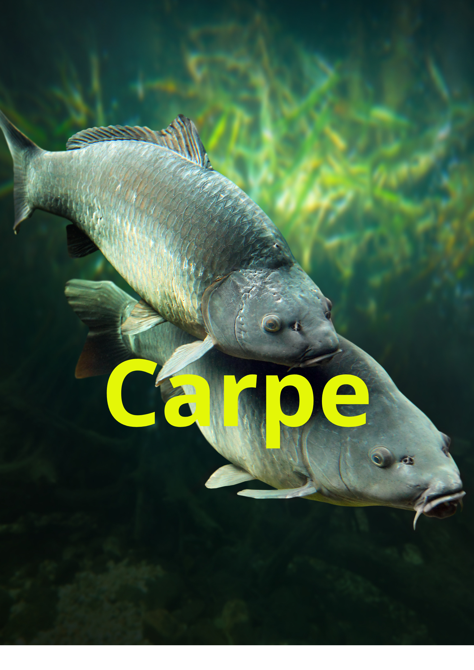 Carpe