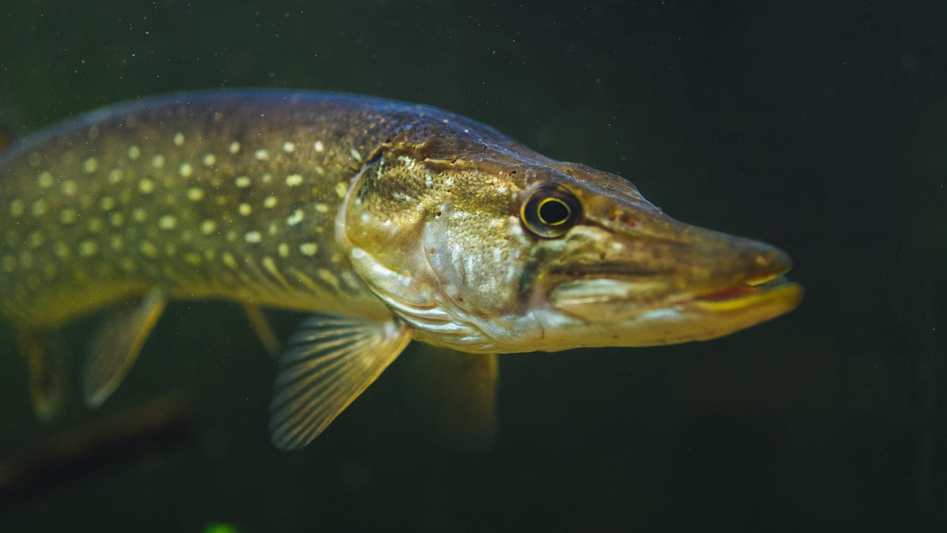 RiverBait's