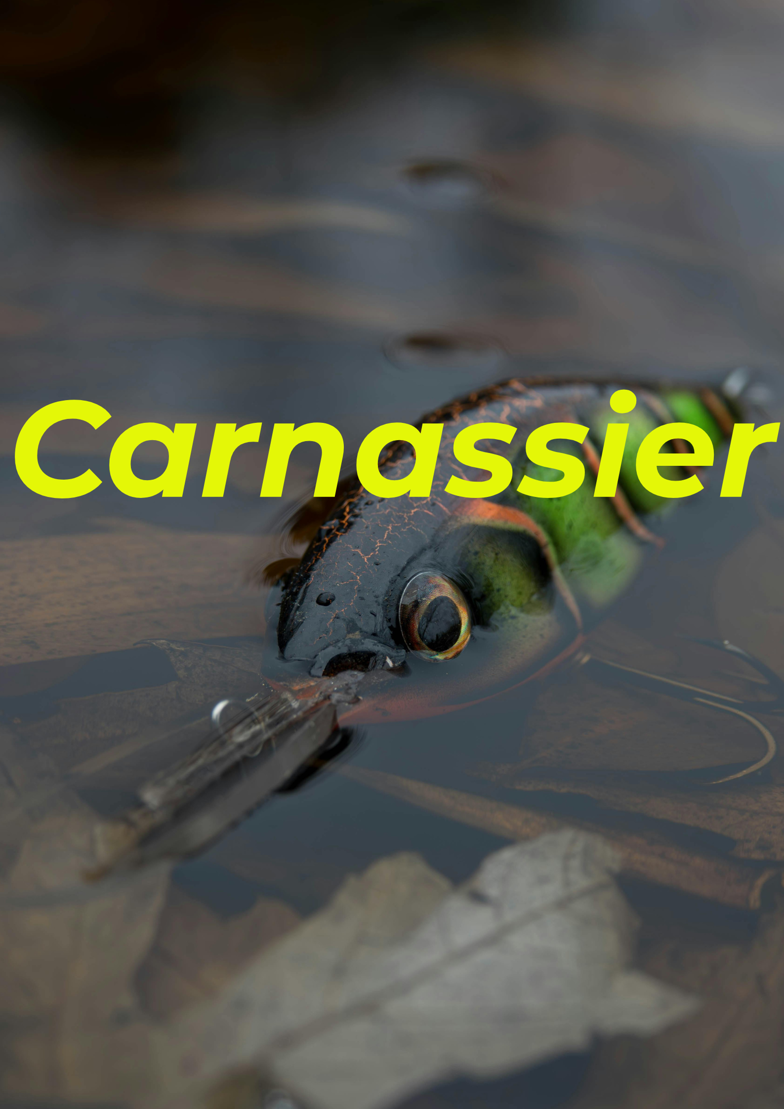 Carnassier